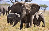 TANZANIA - Serengeti National Park - Elefanti - 2